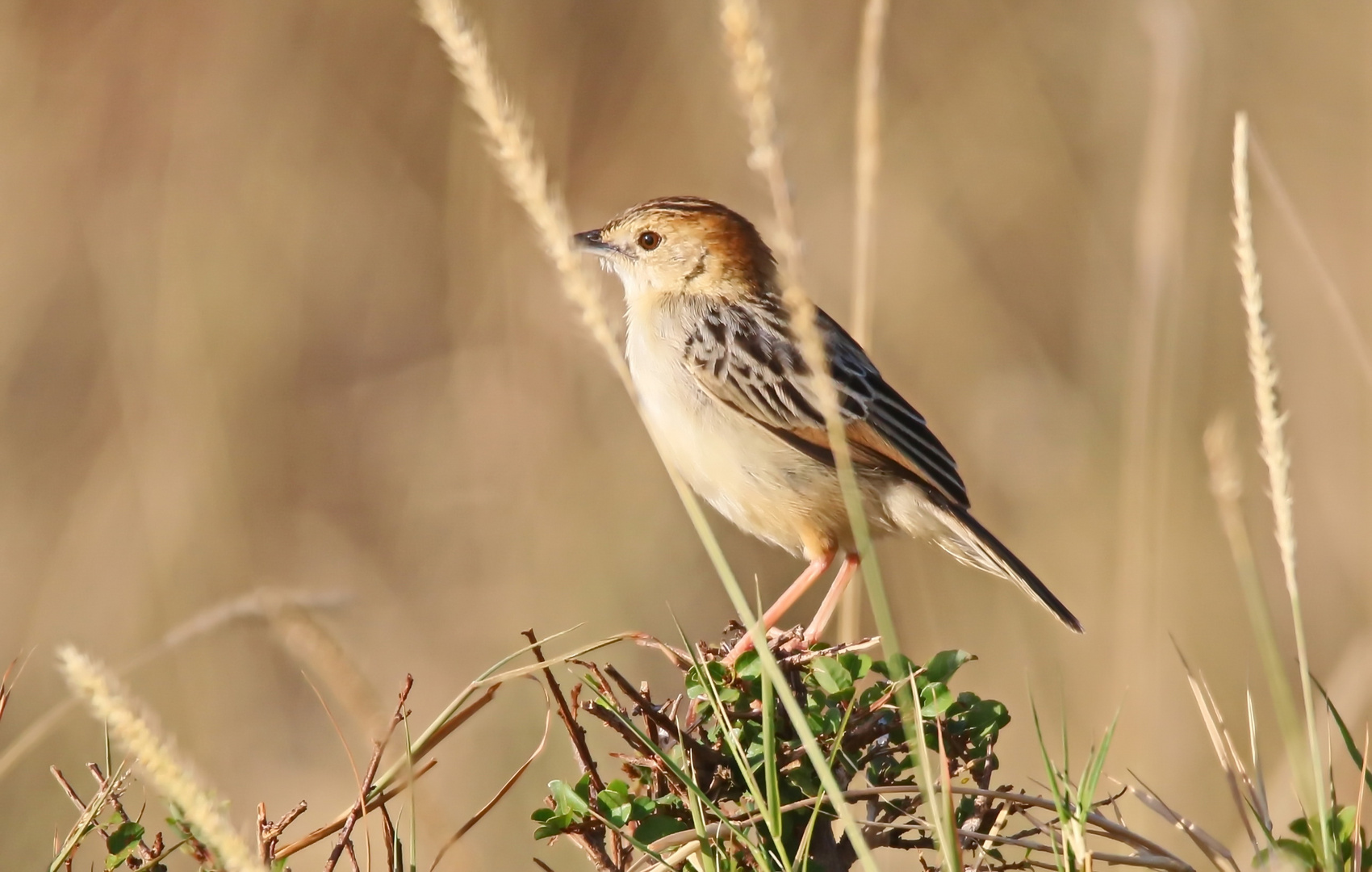 Stout Cisticola (Doku) + 1 Bild