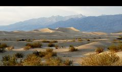 [ Stovepipe Wells Dunes ]