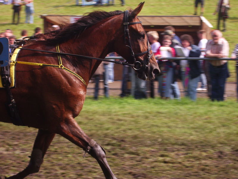 Stover Rennen 2007