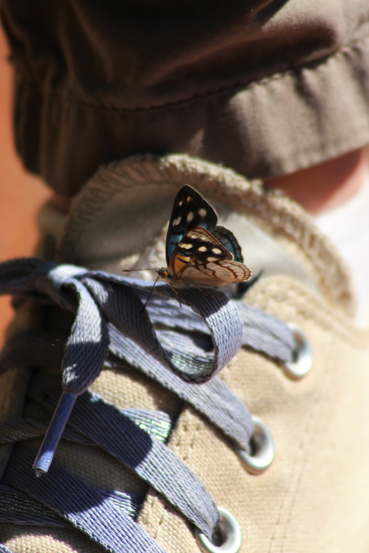 Stowaway