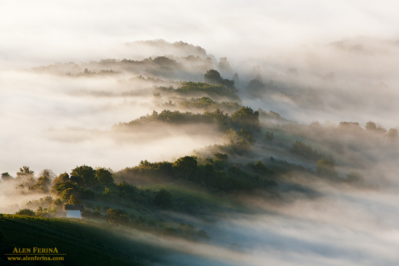 Strada del Vino nella nebbia