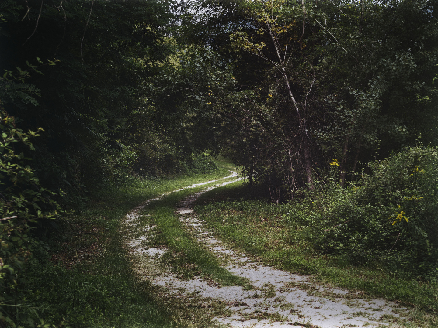 Strada di campagna