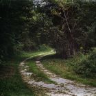 Strada di campagna