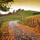 Strada di campagna