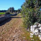 Strada di campagna