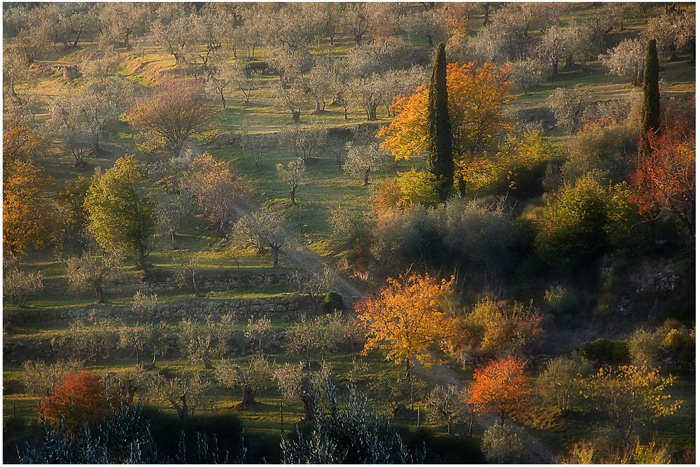 Strada di campagna