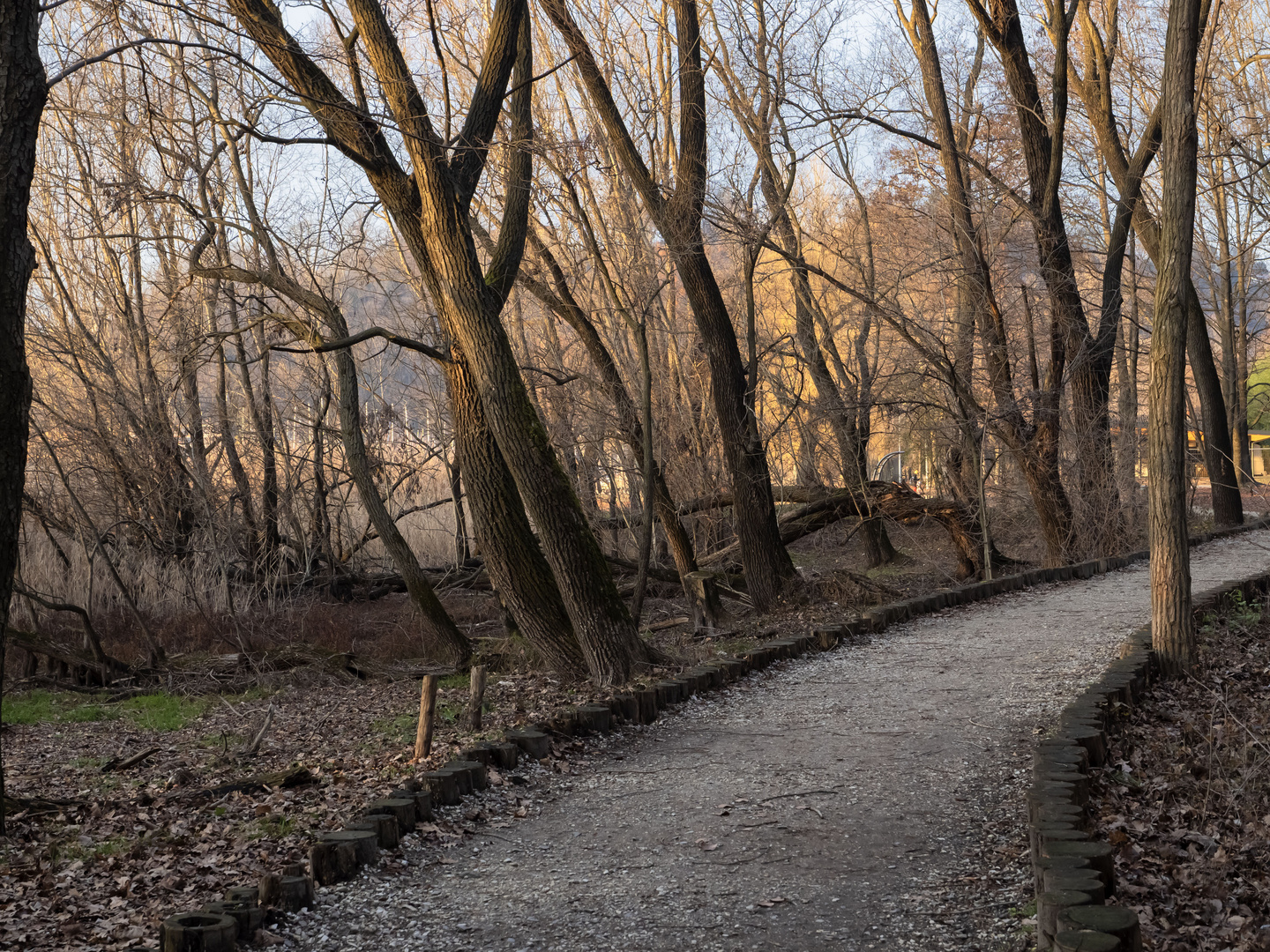 Strada nel bosco