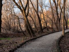 Strada nel bosco