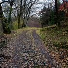 Strada nel bosco