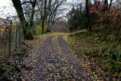 Strada nel bosco