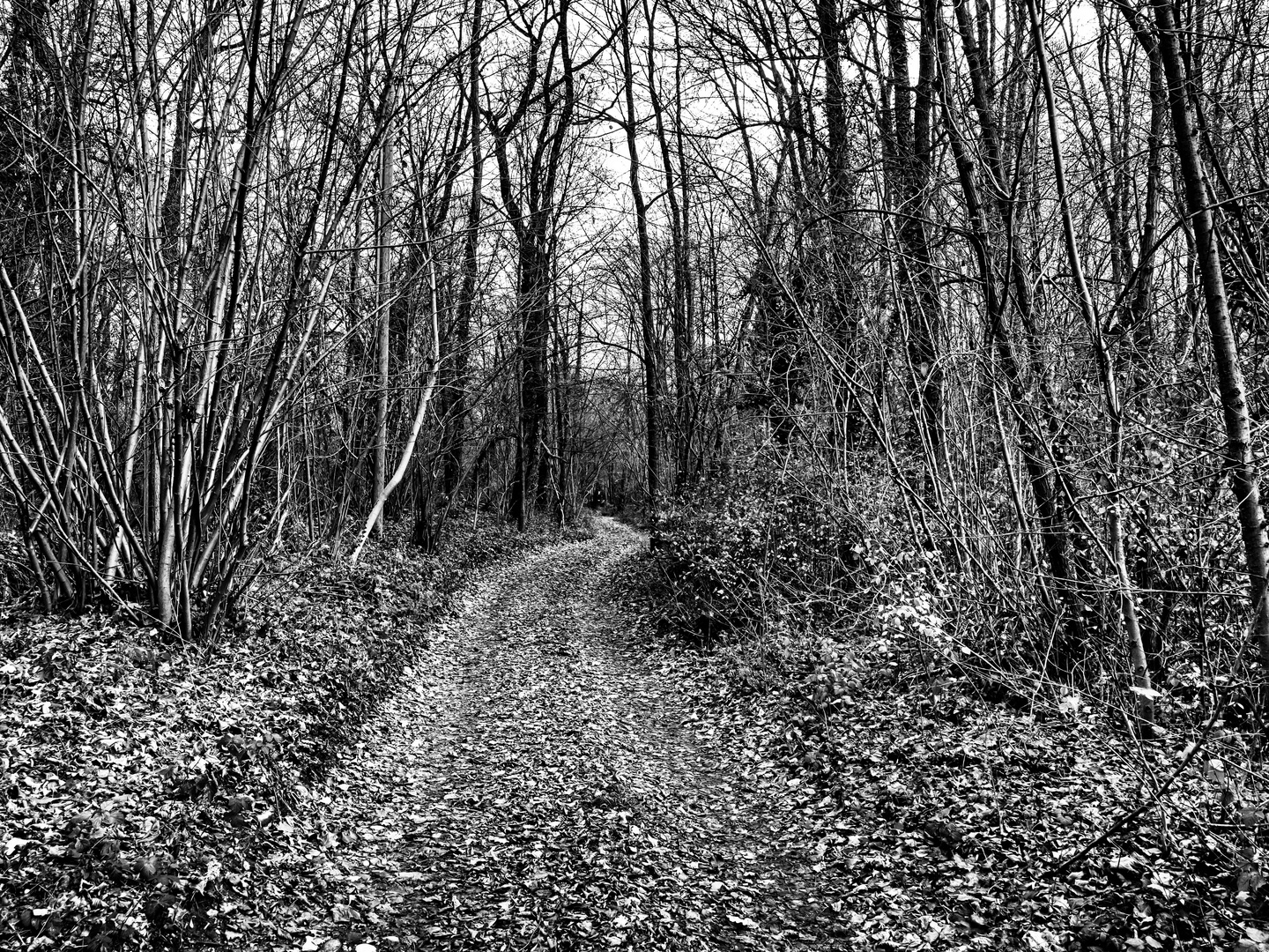 Strada nel bosco