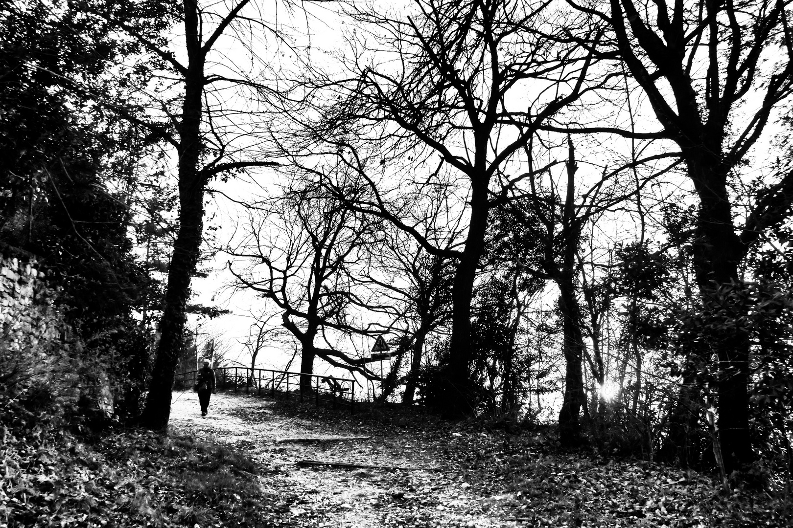 Strada nel bosco