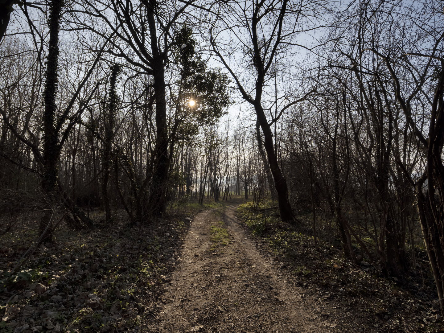 Strada nel bosco