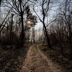 Strada nel bosco