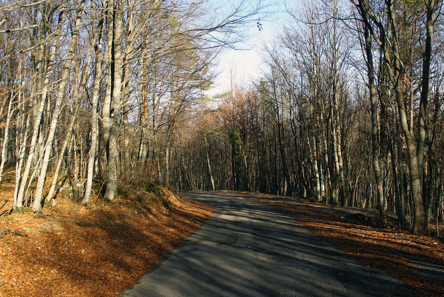 strada nel bosco