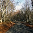 strada nel bosco