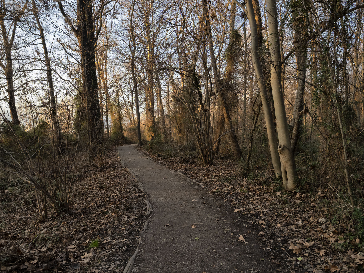 Strada nel bosco