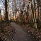 Strada nel bosco