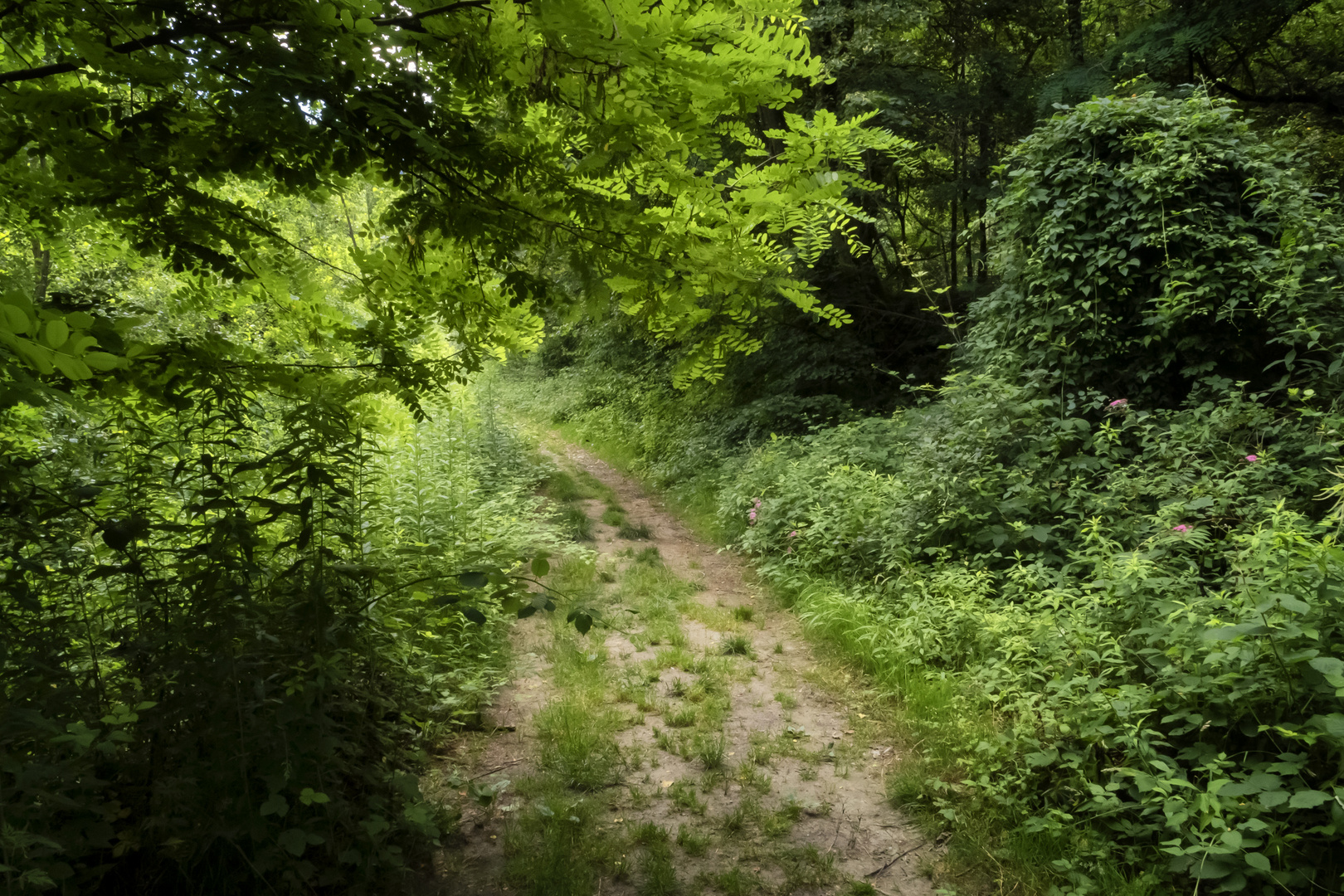 Strada nel bosco