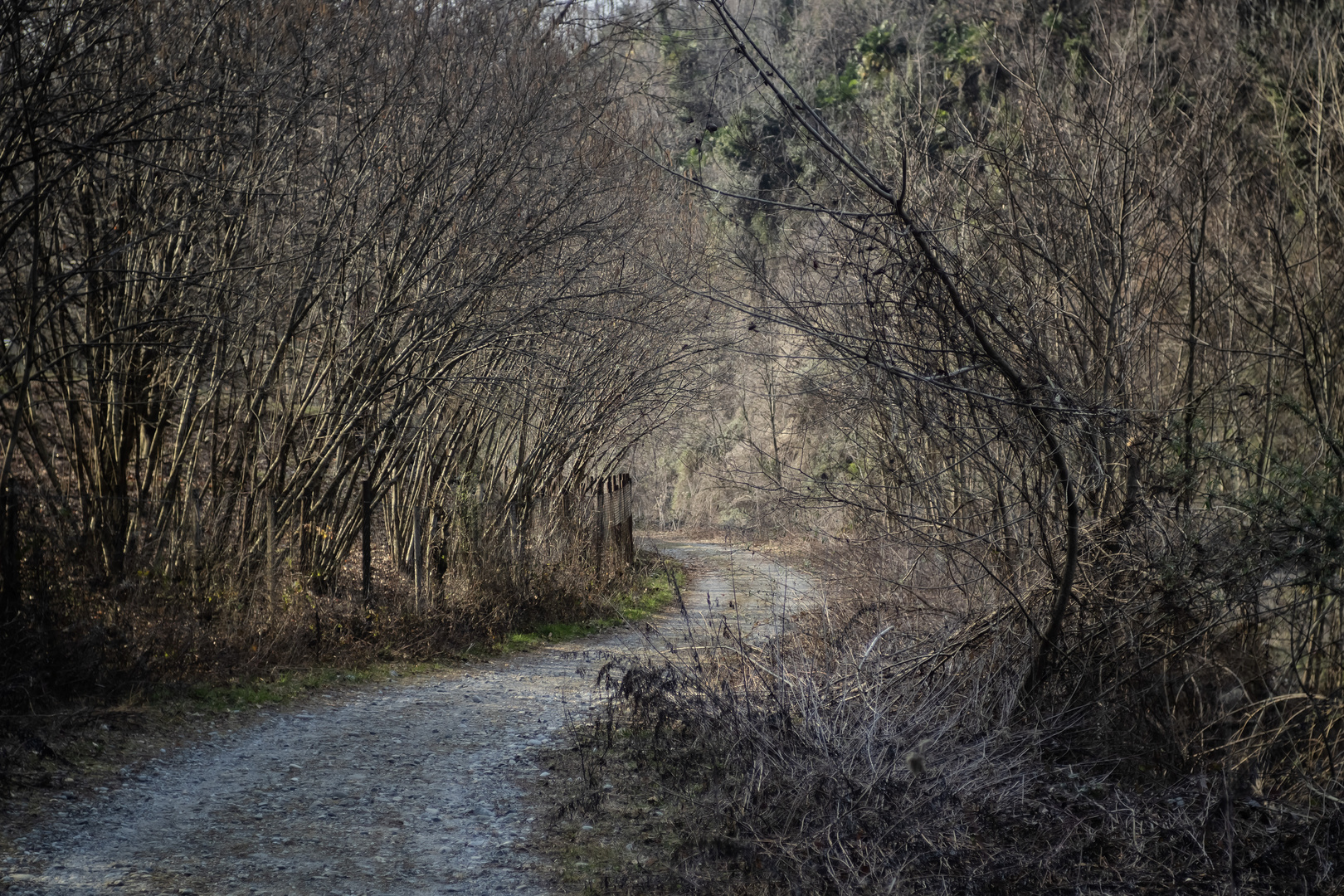 Strada nel bosco