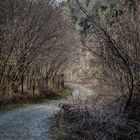 Strada nel bosco