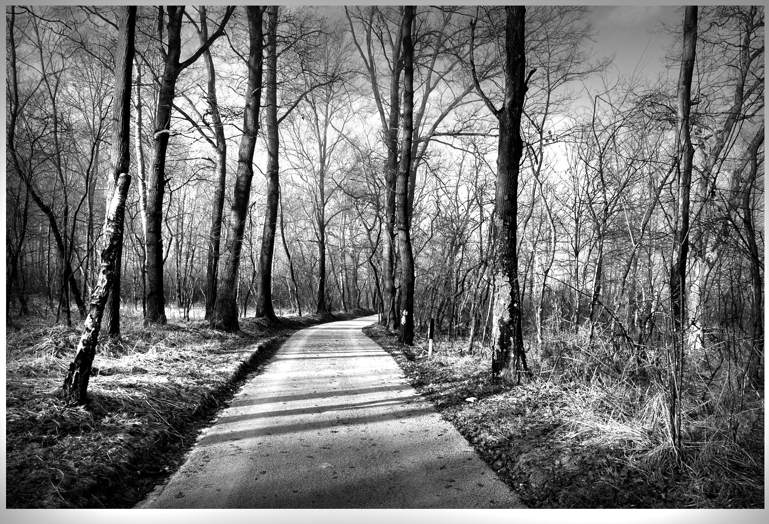 strada nel bosco in inverno