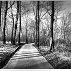 strada nel bosco in inverno