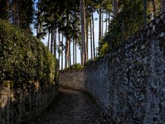 Strada nel parco