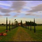 Strada nella campagna - green way.