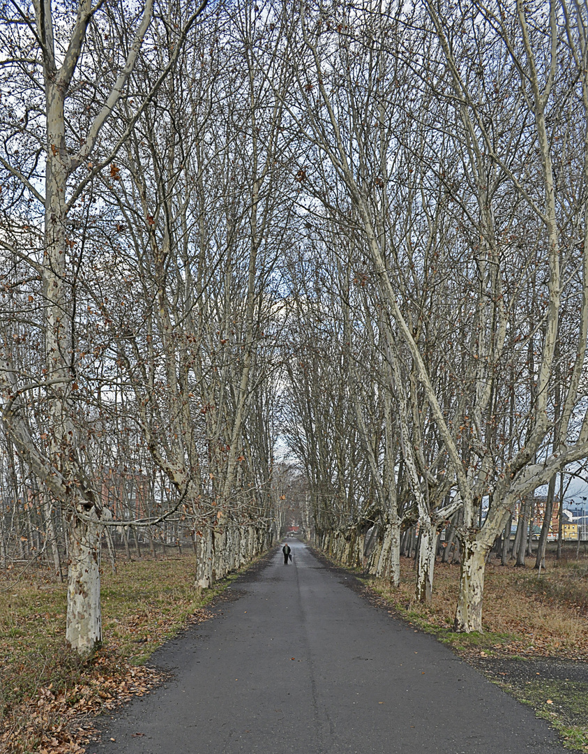 Strade Alberate