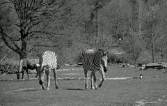 Sträflinge im "Knast"