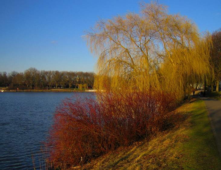 Sträucher am See