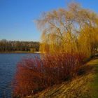 Sträucher am See