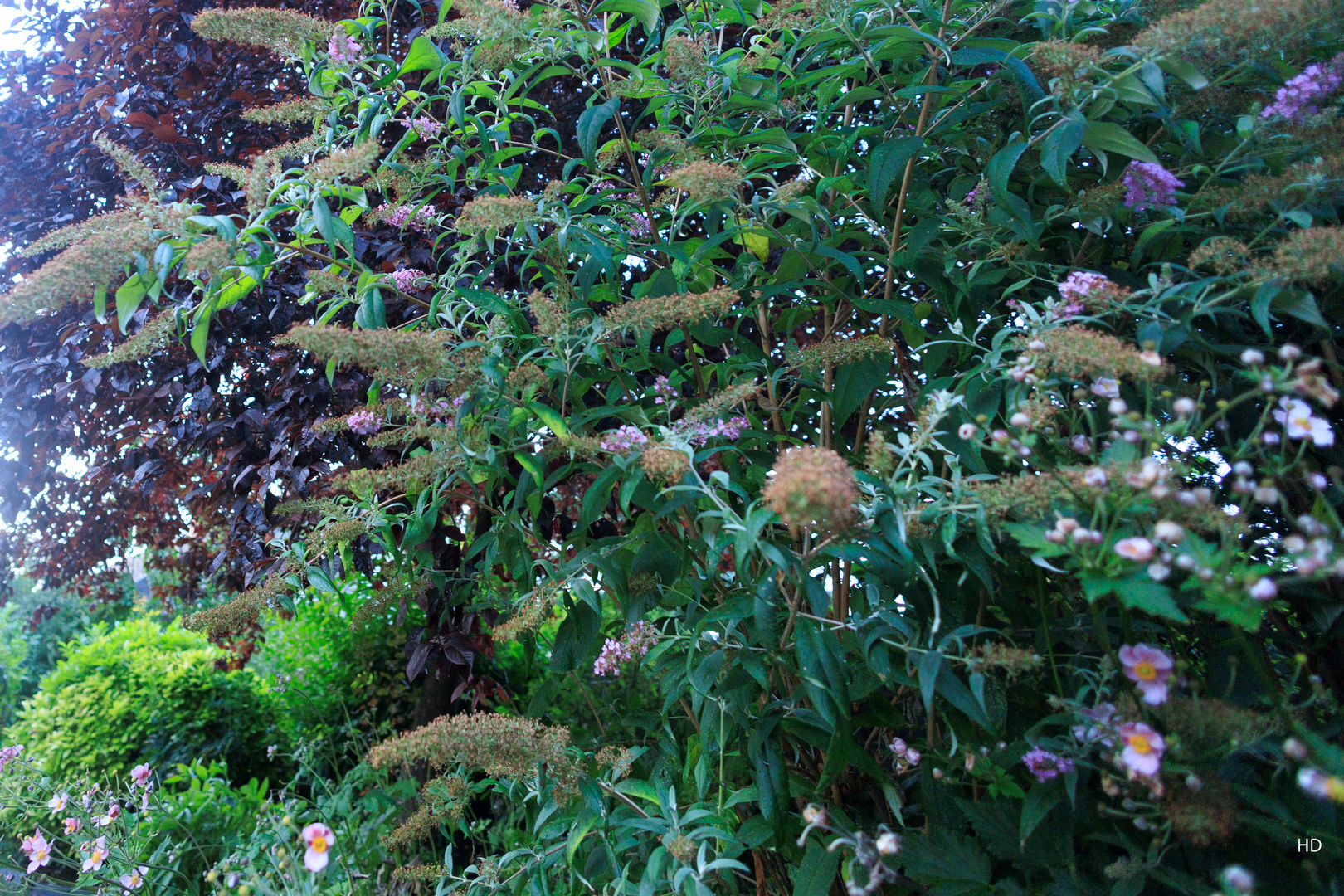 Sträucher im Garten Foto & Bild landschaft, kulturlandschaften