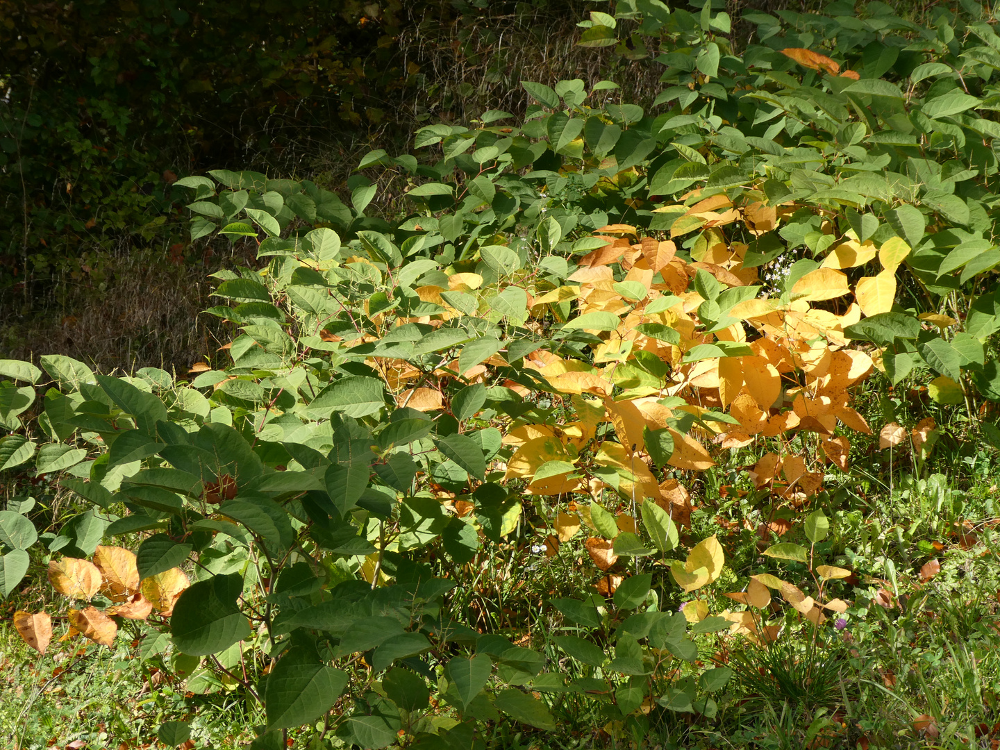 Sträucher im Herbst