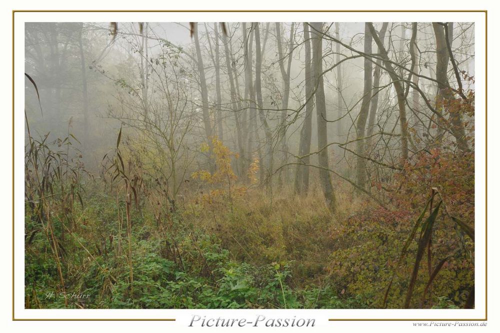 Sträucher im Nebel