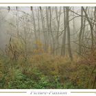 Sträucher im Nebel