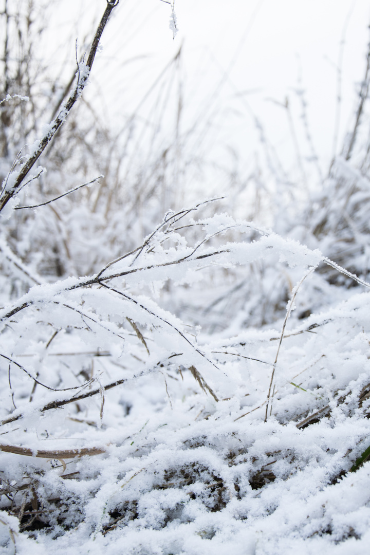 Sträucher im Schnee