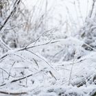 Sträucher im Schnee