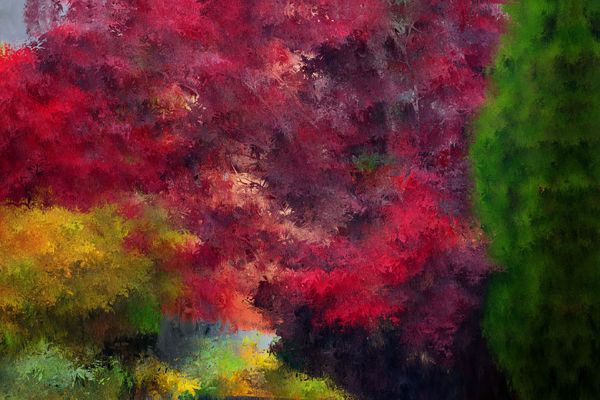 Sträucher in Nachbars Garten