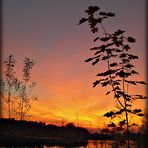 Sträucher strecken sich im Sonnenuntergang