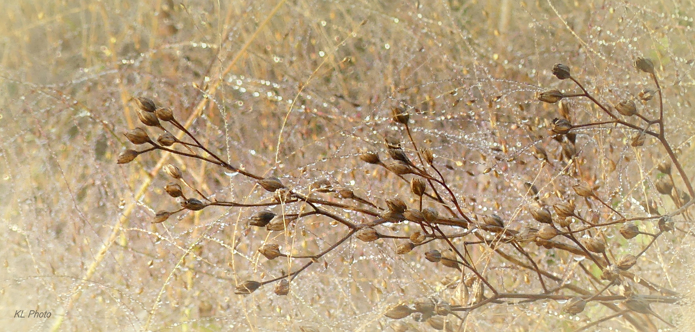 Sträucher und Gräser im Silberglanz