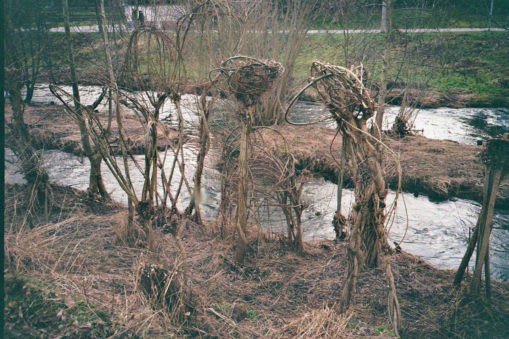 Sträucherskulptur (1)