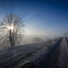 Strahle-Baum