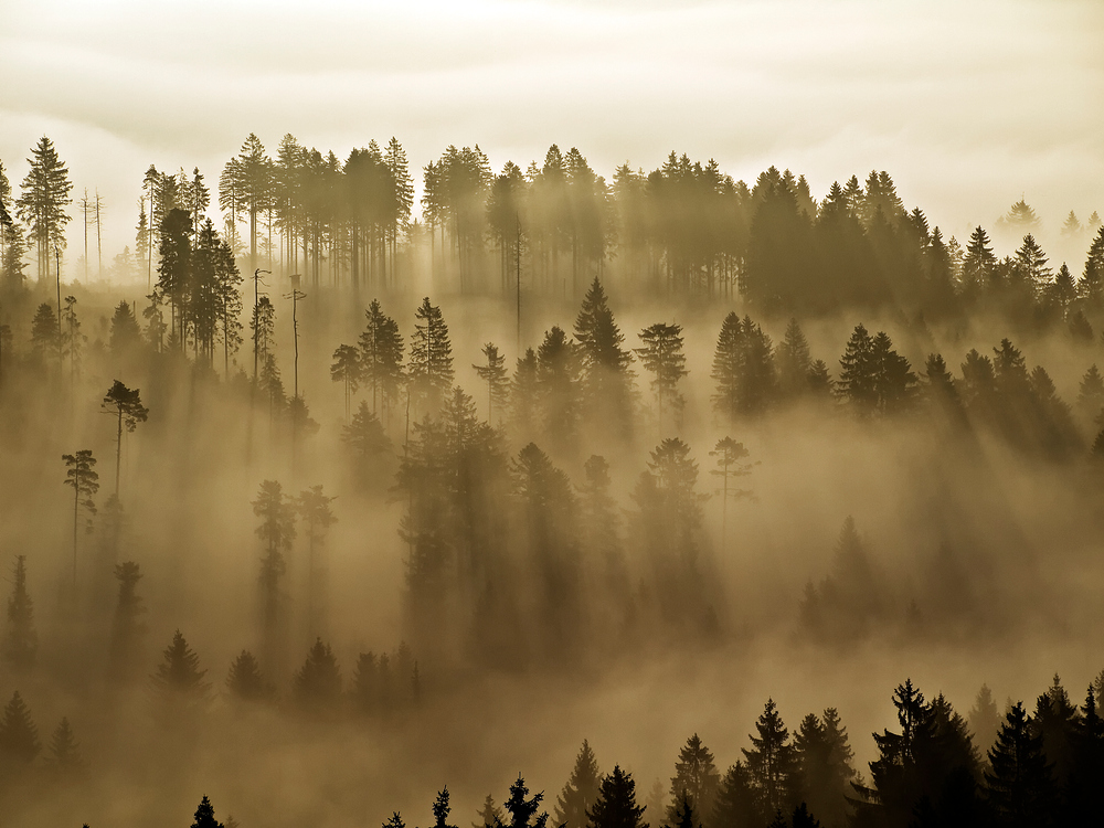 Strahlen am Morgen