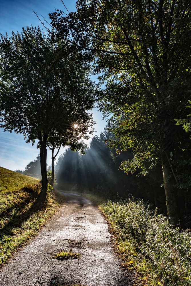 Strahlen am Morgen