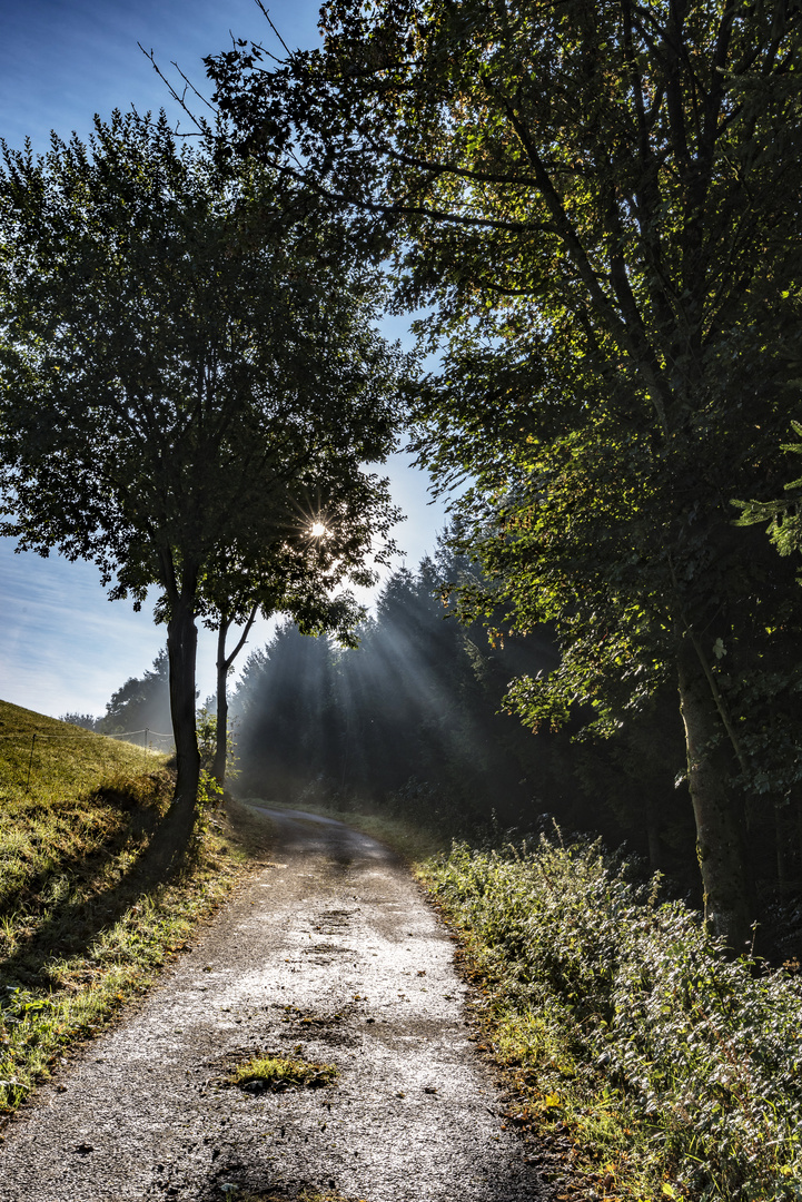 Strahlen am Morgen