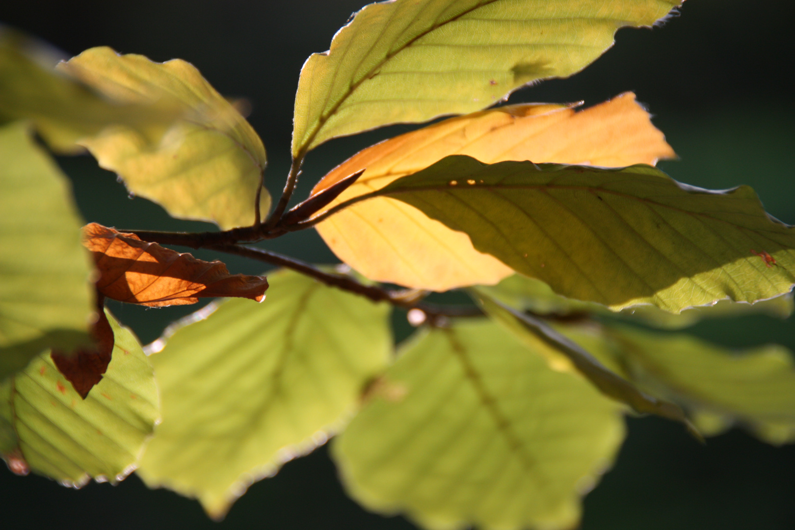 Strahlen der Herbstsonne