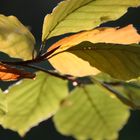 Strahlen der Herbstsonne