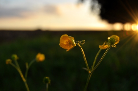 Strahlen der Sonne